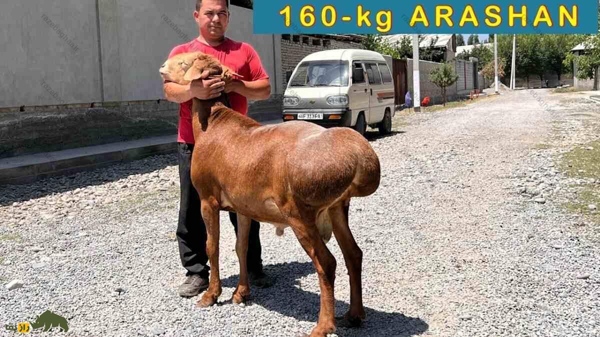 گوسفند اِدیلبای؛ گوسفند ازبکستانی که دنبه ۳۶ کیلویی دارد و چهارقلو میزاید گوسفند اِدیلبای؛ گوسفند ازبکستانی که دنبه ۳۶ کیلویی دارد و چهارقلو میزاید