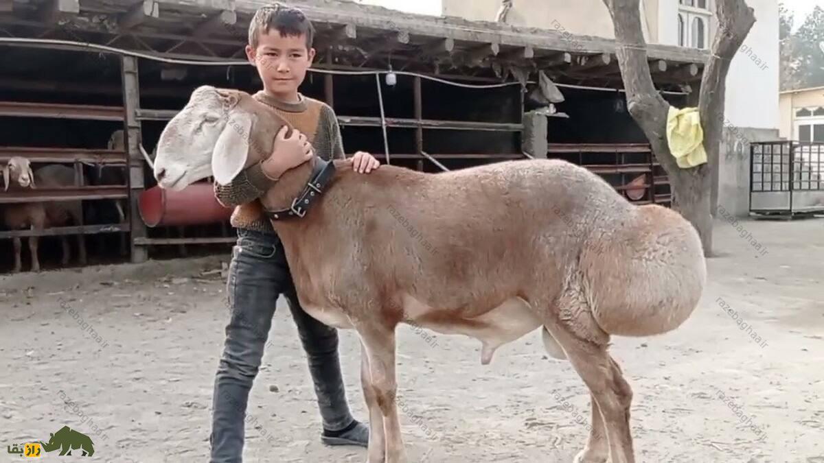 گوسفند اِدیلبای؛ گوسفند ازبکستانی که دنبه ۳۶ کیلویی دارد و چهارقلو میزاید گوسفند اِدیلبای در کنار بچه ازبکستانی