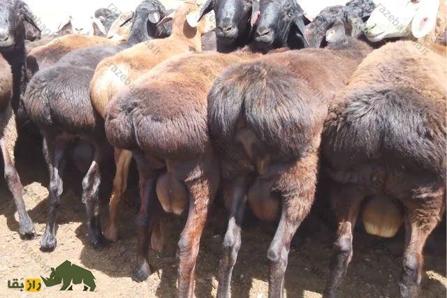گوسفند اِدیلبای؛ گوسفند ازبکستانی که دنبه ۳۶ کیلویی دارد و چهارقلو میزاید یک گله گوسفند اِدیلبای