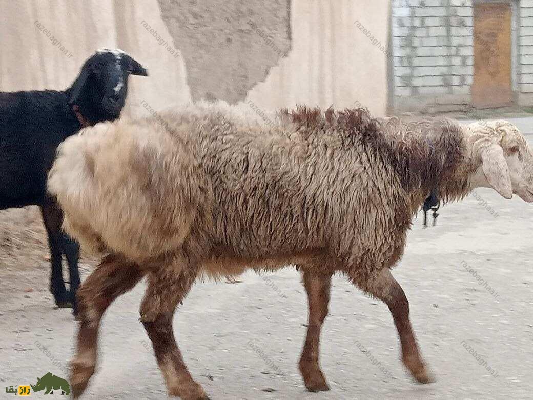 گوسفند اِدیلبای؛ گوسفند ازبکستانی که دنبه ۳۶ کیلویی دارد و چهارقلو میزاید گوسفند اِدیلبای؛ گوسفند ازبکستانی که دنبه ۳۶ کیلویی دارد و چهارقلو میزاید