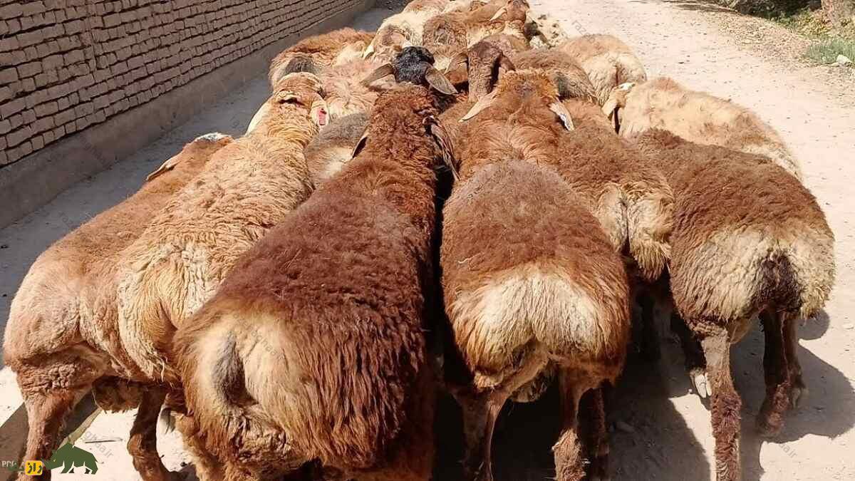 گوسفند اِدیلبای؛ گوسفند ازبکستانی که دنبه ۳۶ کیلویی دارد و چهارقلو میزاید گوسفند اِدیلبای؛ گوسفند ازبکستانی که دنبه ۳۶ کیلویی دارد و چهارقلو میزاید