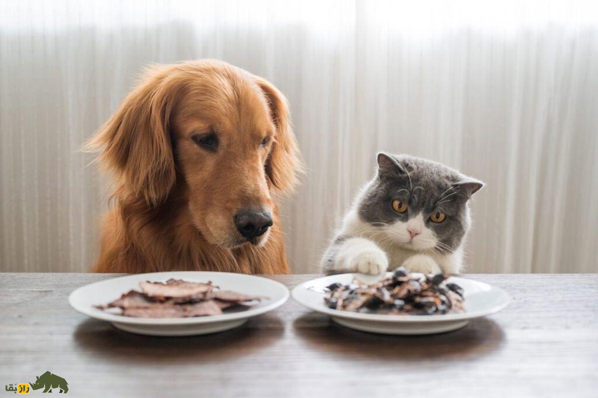 فراتر از کاسه غذا؛ اسراری درباره غذای سگ و گربه که همه صاحبان حیوانات خانگی باید بدانند