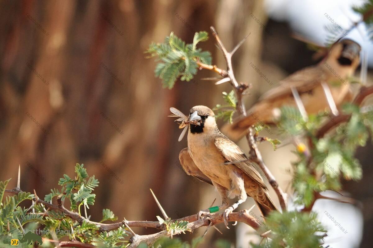 بافنده اجتماعی؛ پرندهای با بزرگترین آشیانه جهان که لانهاش ۷ متر طول و بیش از یک تن وزن دارد بافنده اجتماعی؛ پرندهای با بزرگترین آشیانه جهان که لانهاش ۷ متر طول و بیش از یک تن وزن دارد
