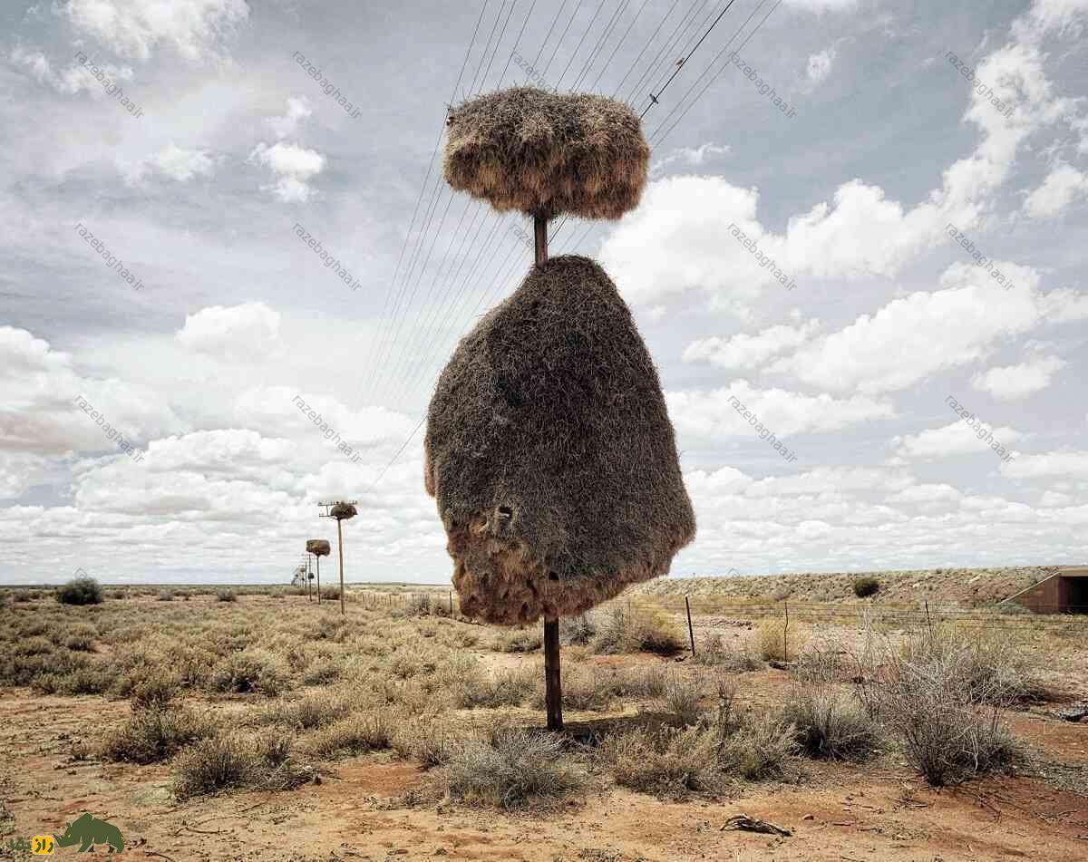 بافنده اجتماعی؛ پرندهای با بزرگترین آشیانه جهان که لانهاش ۷ متر طول و بیش از یک تن وزن دارد بافنده اجتماعی؛ پرندهای با بزرگترین آشیانه جهان که لانهاش ۷ متر طول و بیش از یک تن وزن دارد