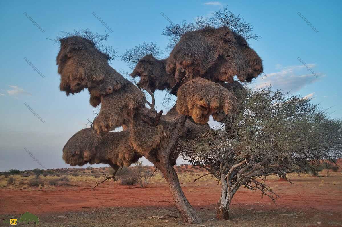 بافنده اجتماعی؛ پرندهای با بزرگترین آشیانه جهان که لانهاش ۷ متر طول و بیش از یک تن وزن دارد آشیانه عظیم بافنده اجتماعی