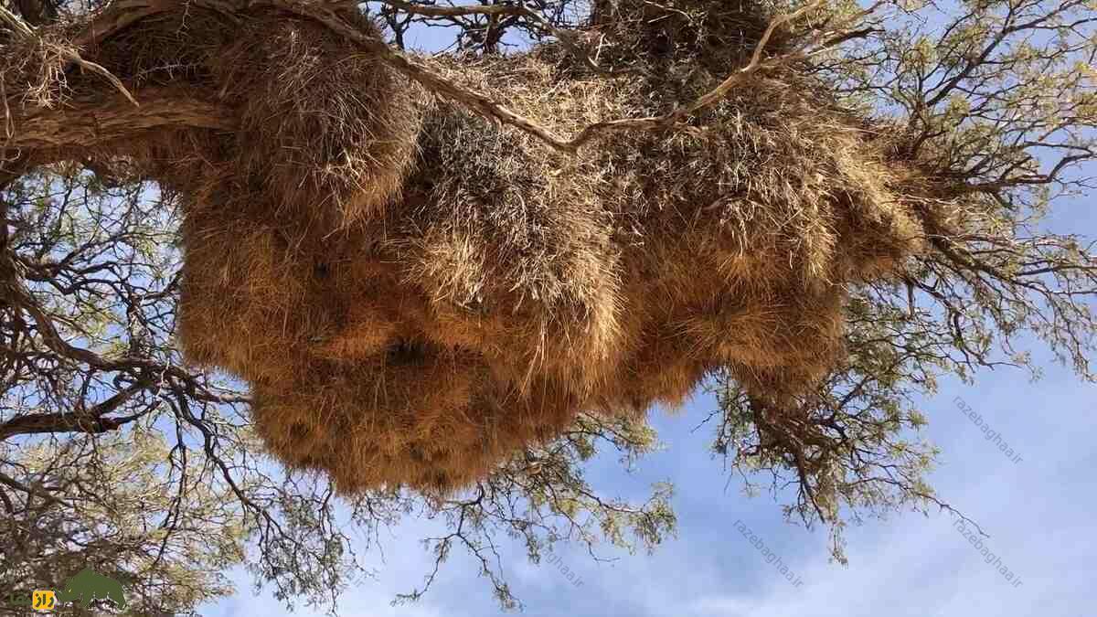 بافنده اجتماعی؛ پرندهای با بزرگترین آشیانه جهان که لانهاش ۷ متر طول و بیش از یک تن وزن دارد بافنده اجتماعی؛ پرندهای با بزرگترین آشیانه جهان که لانهاش ۷ متر طول و بیش از یک تن وزن دارد