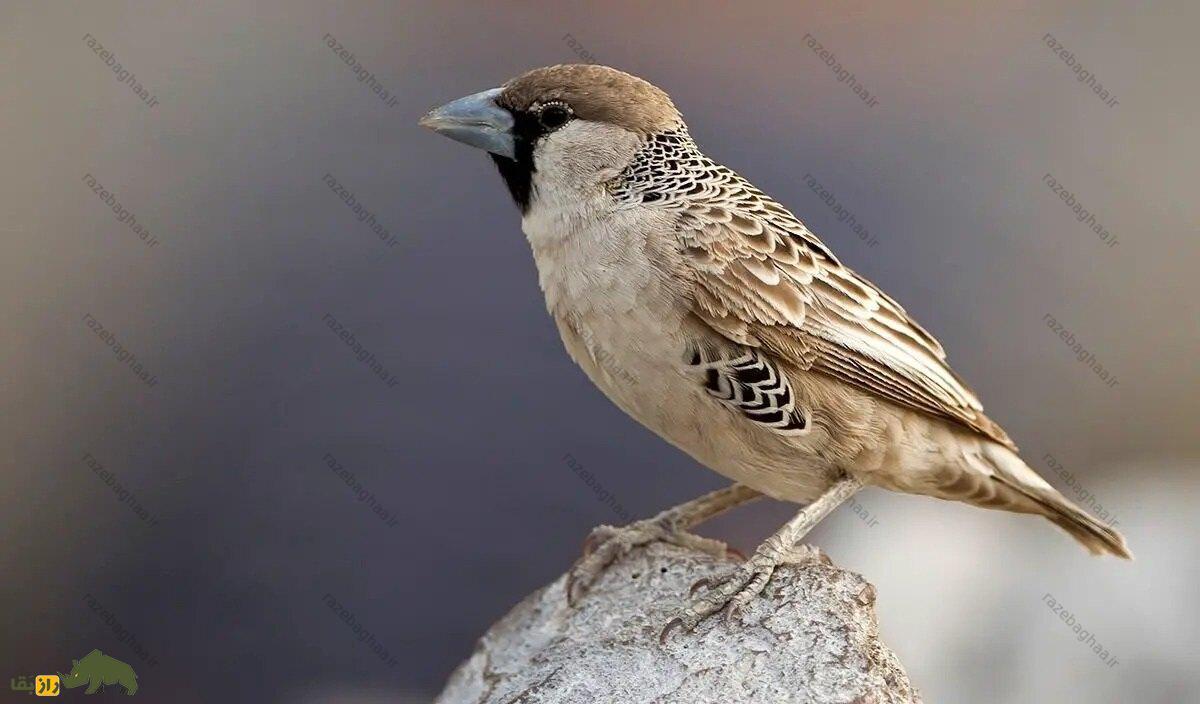 بافنده اجتماعی؛ پرندهای با بزرگترین آشیانه جهان که لانهاش ۷ متر طول و بیش از یک تن وزن دارد بافنده اجتماعی