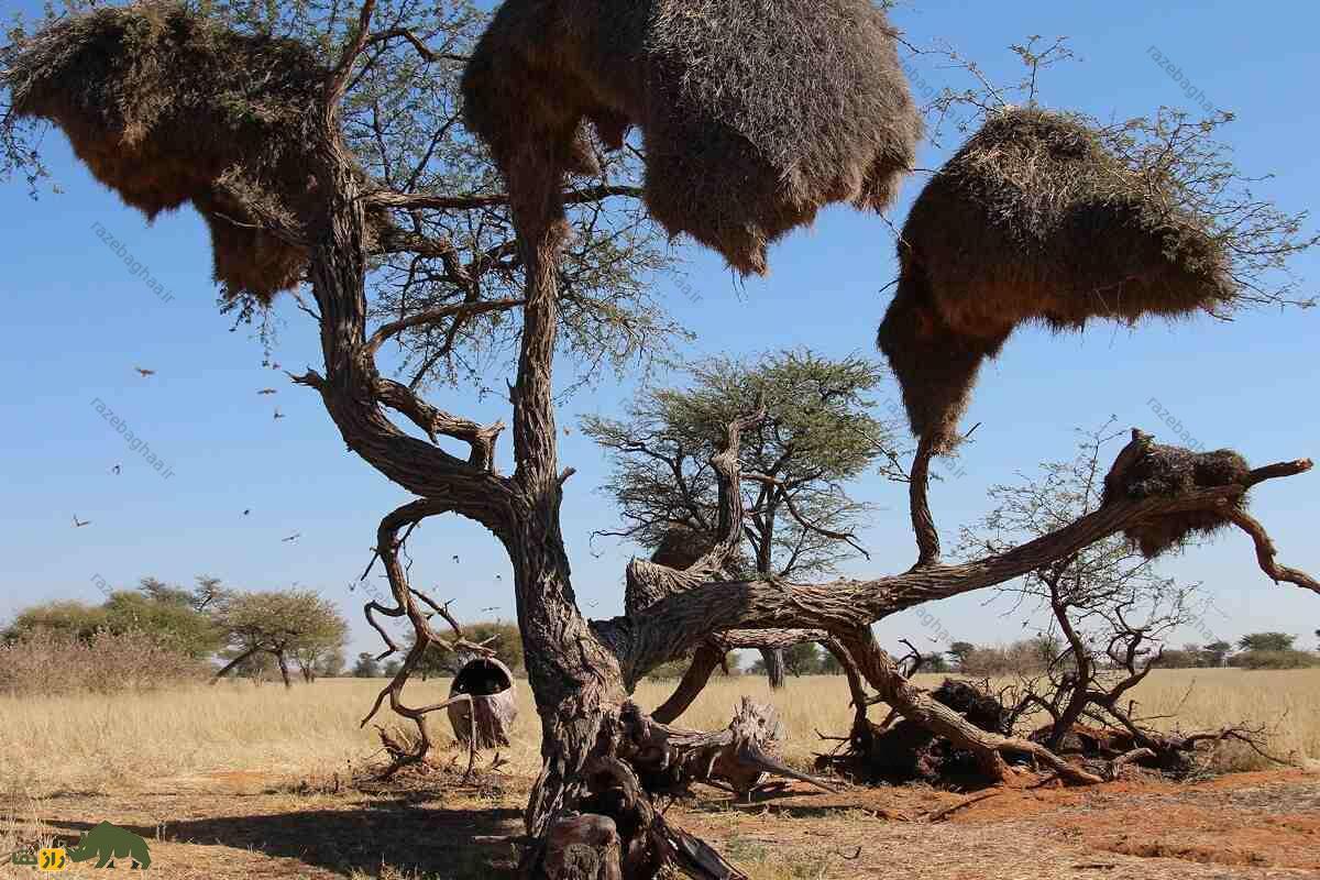 بافنده اجتماعی؛ پرندهای با بزرگترین آشیانه جهان که لانهاش ۷ متر طول و بیش از یک تن وزن دارد ساخت چند لانه در کنار هم توسط بافنده اجتماعی