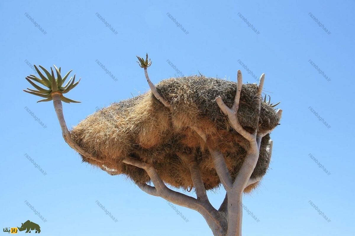 بافنده اجتماعی؛ پرندهای با بزرگترین آشیانه جهان که لانهاش ۷ متر طول و بیش از یک تن وزن دارد لانه بافنده اجتماعی روی درخت