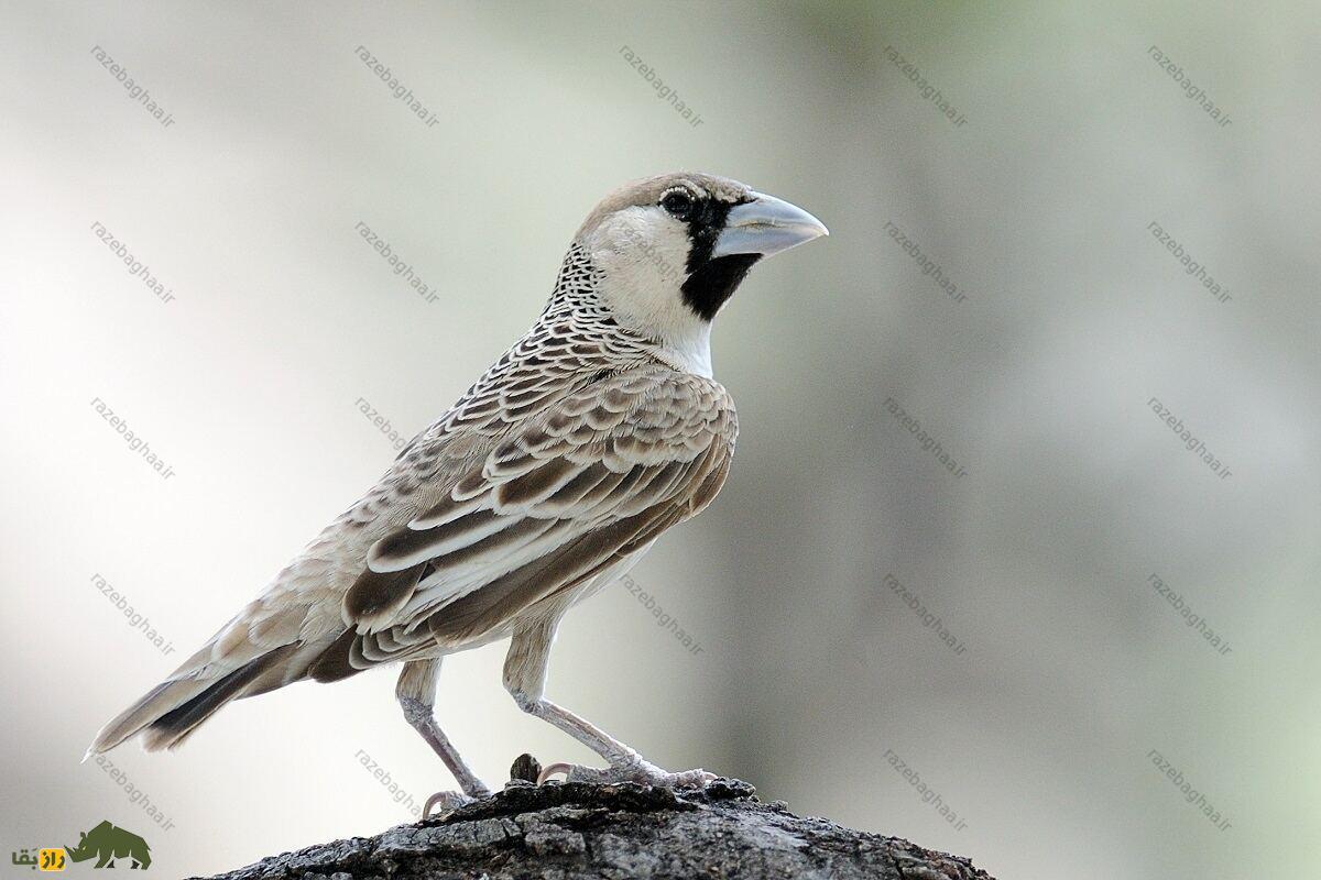 بافنده اجتماعی؛ پرندهای با بزرگترین آشیانه جهان که لانهاش ۷ متر طول و بیش از یک تن وزن دارد بافنده اجتماعی؛ پرندهای با بزرگترین آشیانه جهان که لانهاش ۷ متر طول و بیش از یک تن وزن دارد