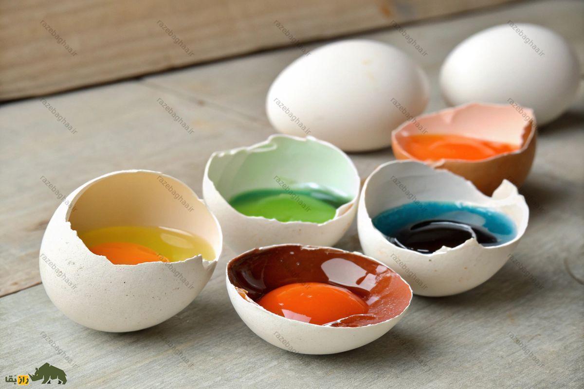 زردههای تخممرغ سبز و سیاه؛ چرا برخی از تخممرغها سیاه، آبی یا سبز میشوند؟ زردههای تخممرغ سبز و سیاه؛ چرا برخی از تخممرغها سیاه، آبی یا سبز میشوند؟