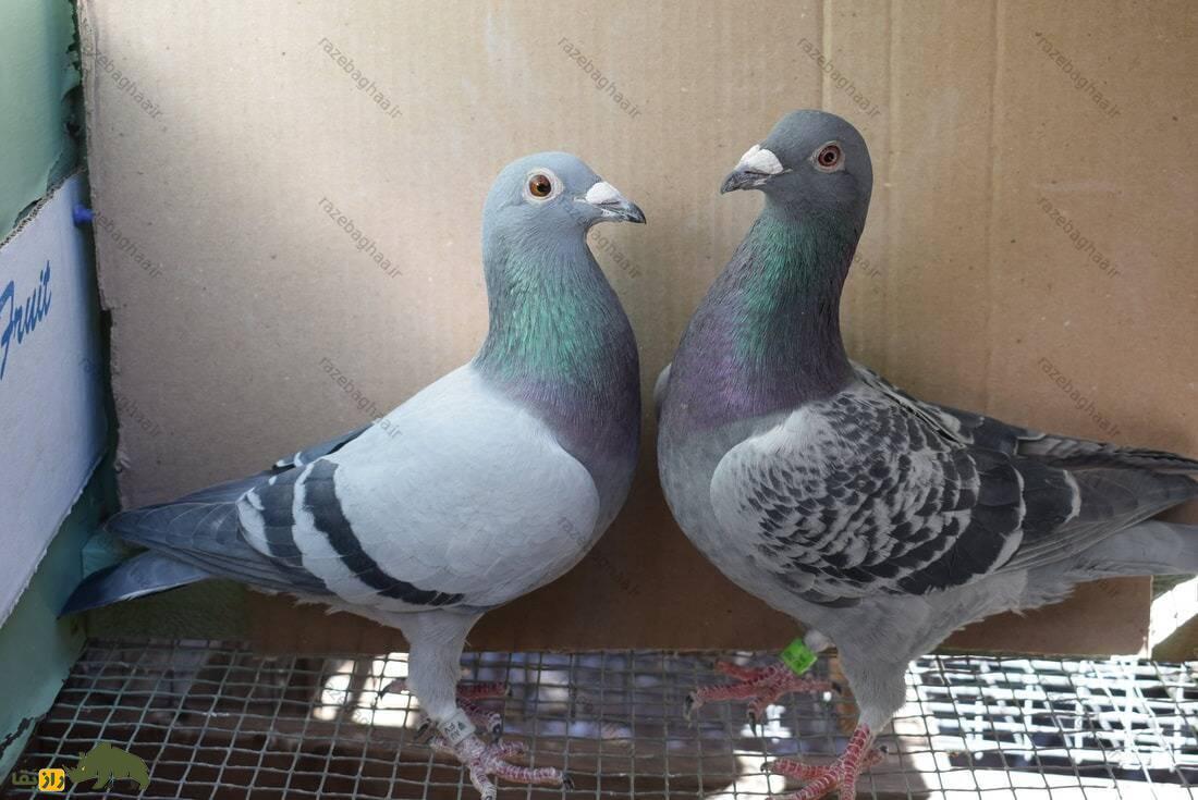 ویژگی‌های کبوتر پلاکی اصیل را بشناسید؛ چگونه یک کبوتر پلاکی اصیل را از غیر اصیل تشخیص دهیم؟