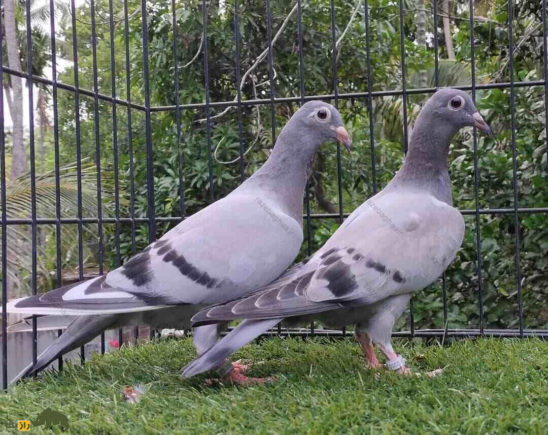 یک جفت کبوتر پلاکی
