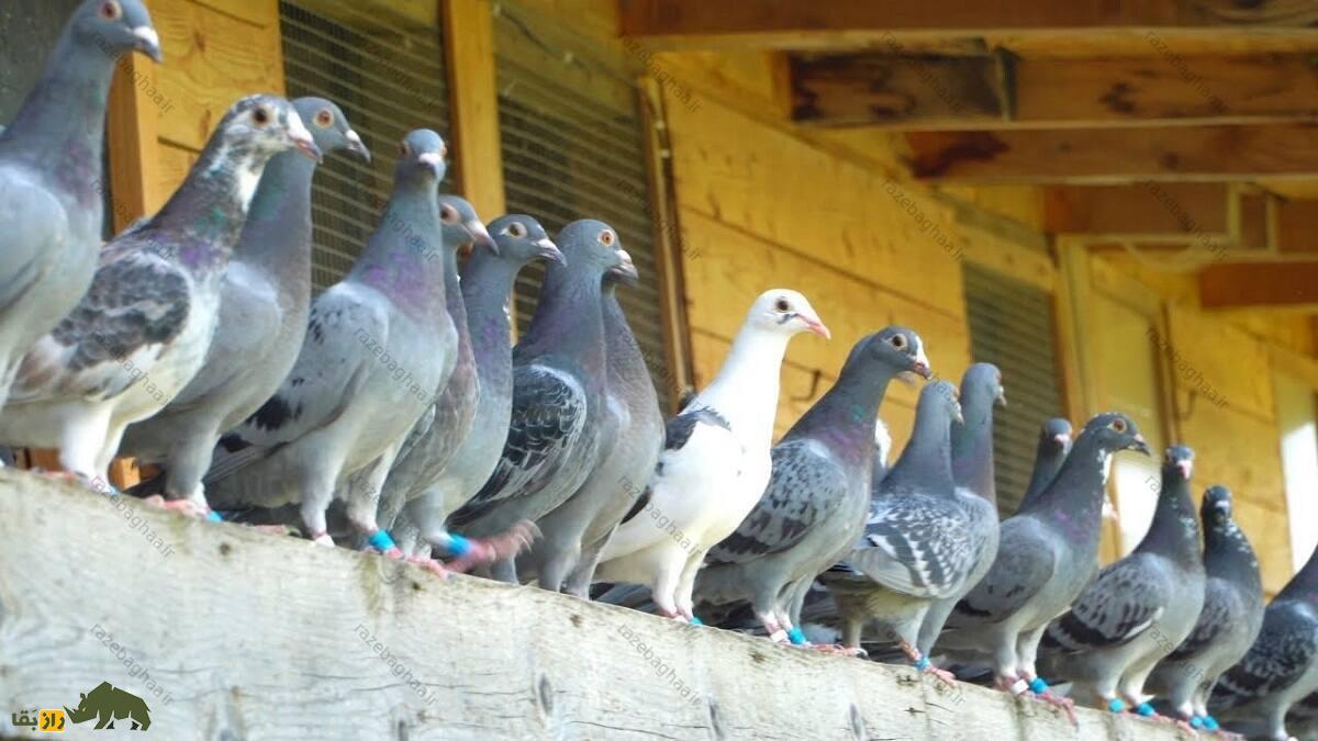 دسته کبوترهای پلاکی