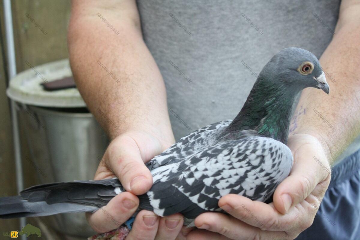 کبوتر پلاکی