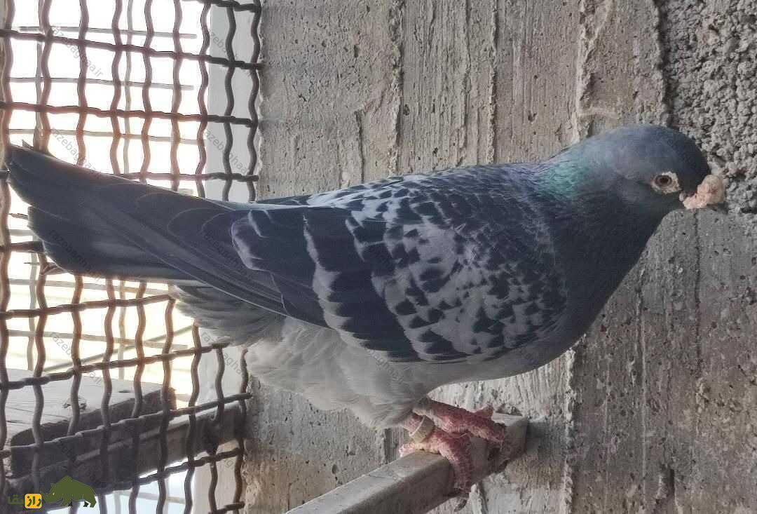 انواع کبوتر‌های پلاکی، از کبوتر آلمانی و عربستانی تا تهرانی و اهوازی