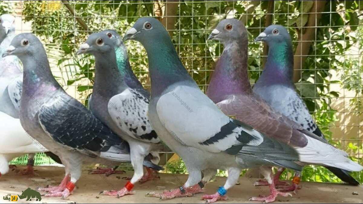 انواع کبوتر‌های پلاکی، از کبوتر آلمانی و عربستانی تا تهرانی و اهوازی