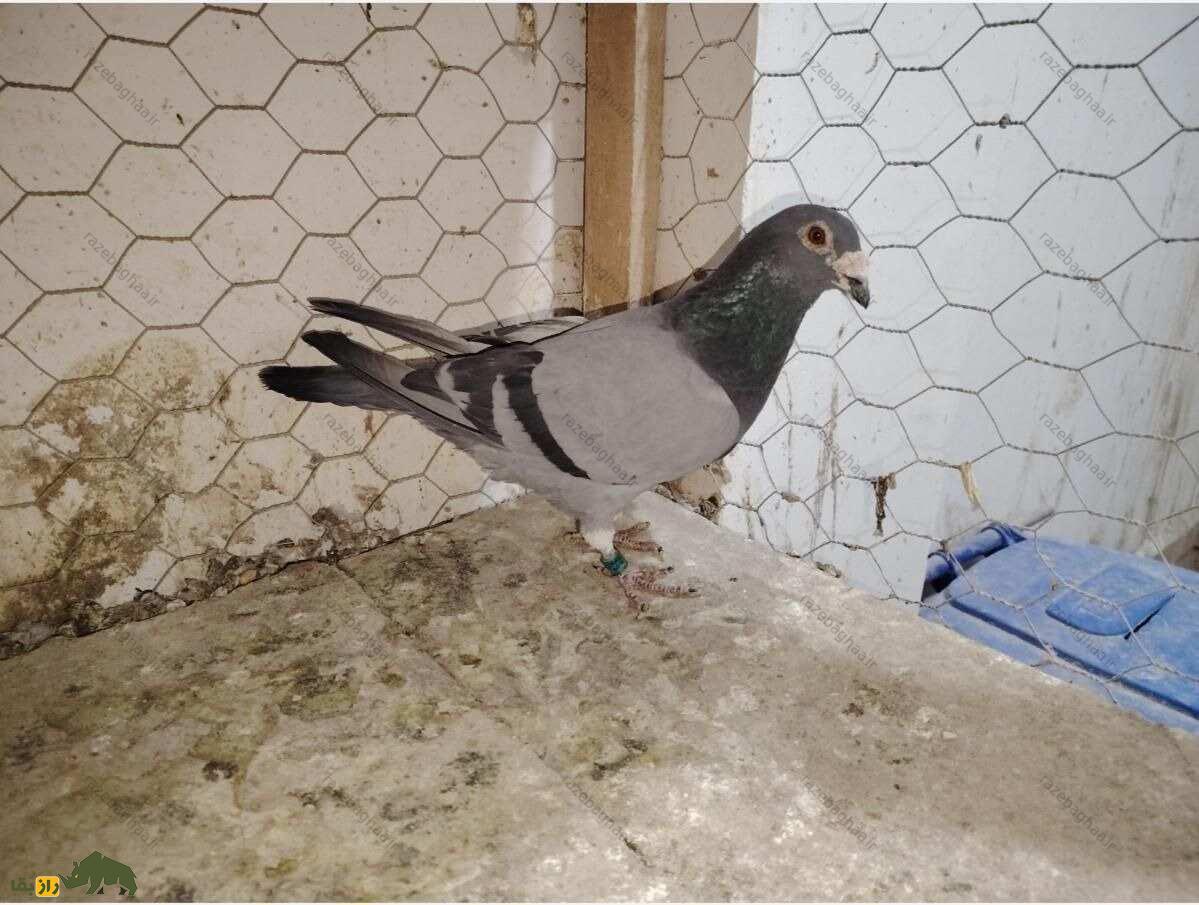 کبوتر‌های پلاکی آلمانی