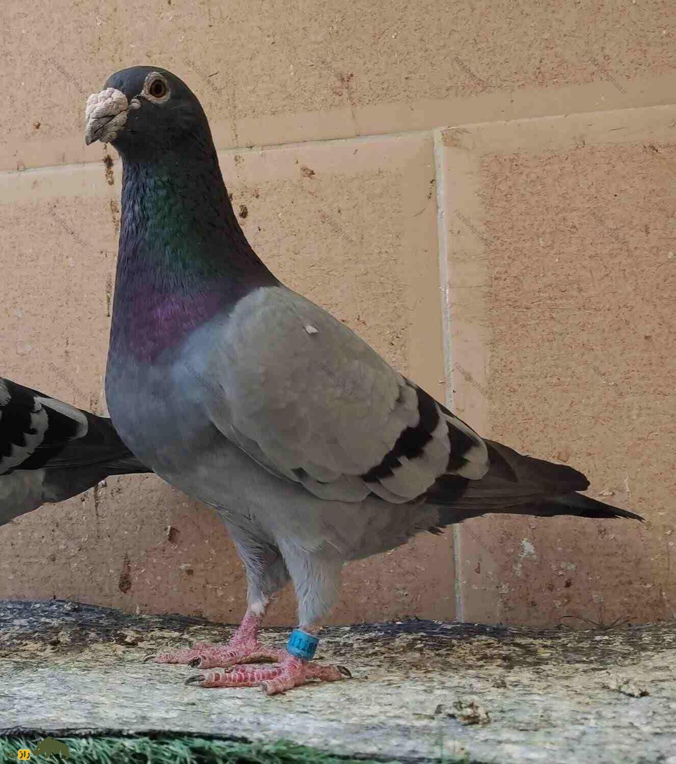 انواع کبوتر‌های پلاکی، از کبوتر آلمانی و عربستانی تا تهرانی و اهوازی