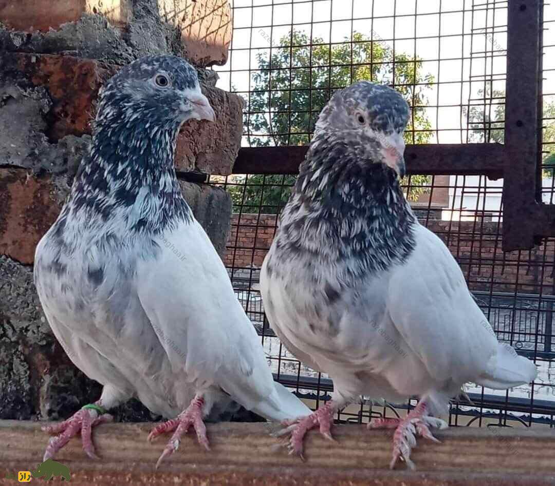 کبوتر رامپوری؛ کبوتر پاکستانی مرموز که قبل از طوفان و در تاریکی پرواز می‌کند