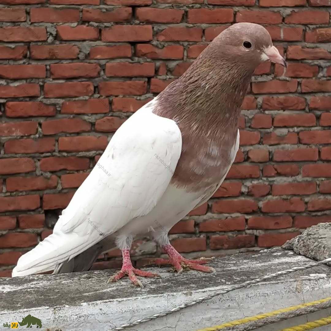 کبوتر رامپوری؛ کبوتر پاکستانی مرموز که قبل از طوفان و در تاریکی پرواز می‌کند