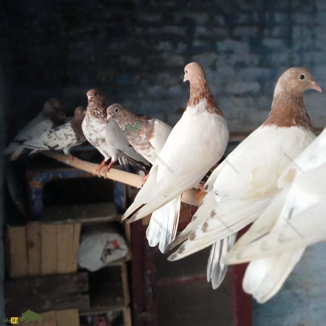 یک دسته کبوتر رامپوری