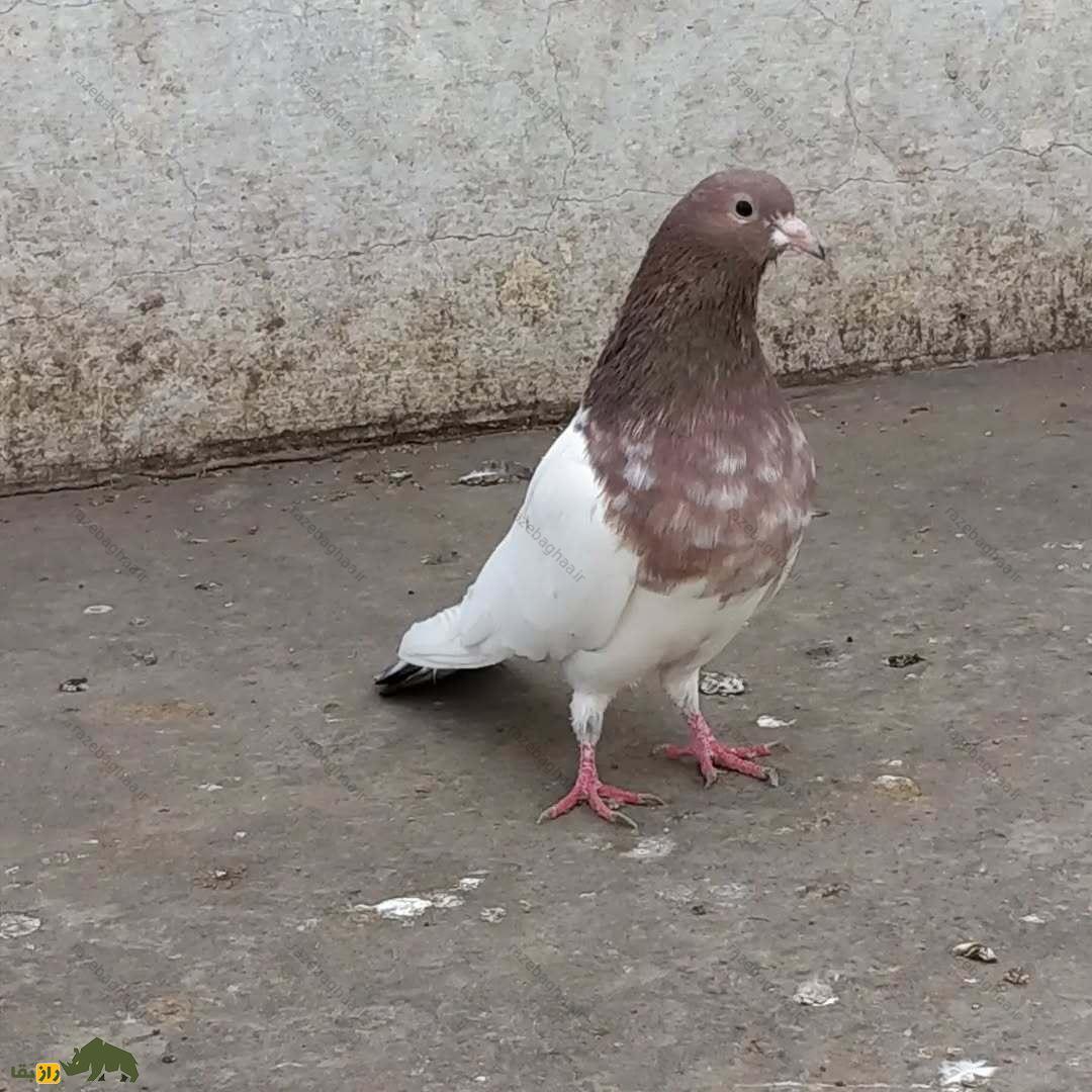 کبوتر رامپوری؛ کبوتر پاکستانی مرموز که قبل از طوفان و در تاریکی پرواز می‌کند