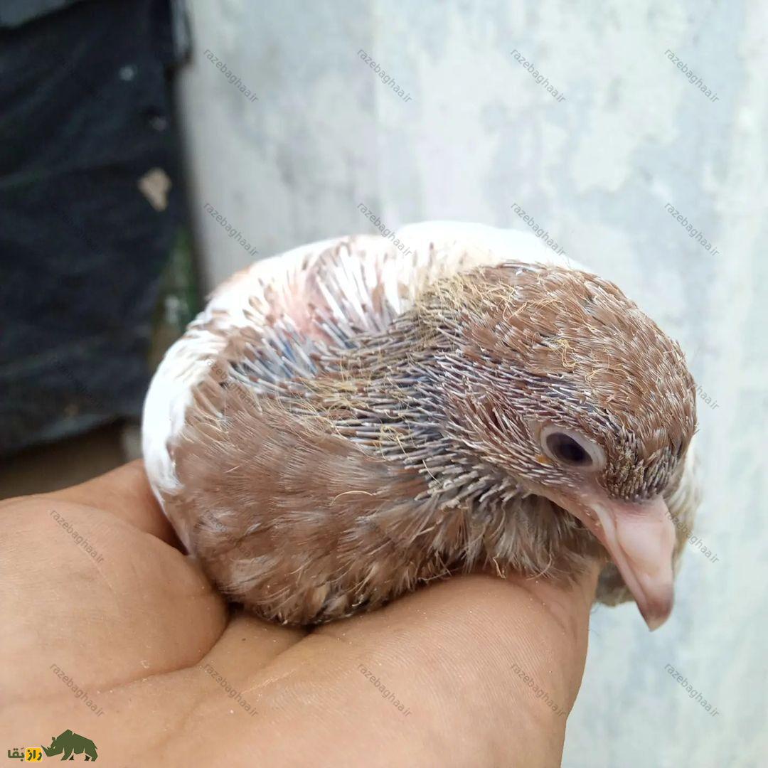 کبوتر رامپوری با سینه قهوه‌ای رنگ از نمای نزدیک