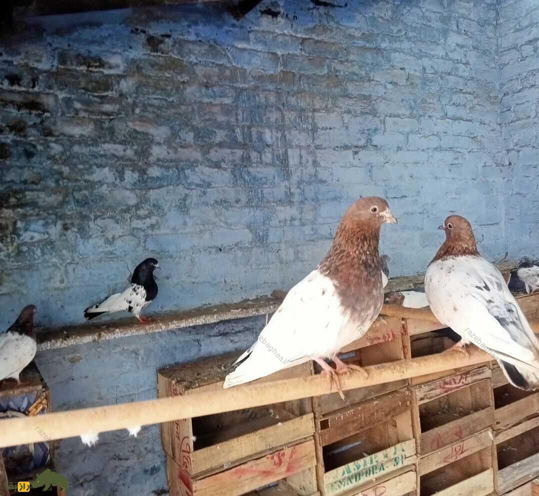 کبوتر رامپوری در گنجه