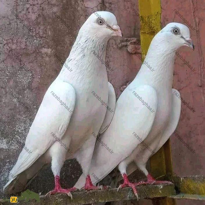 یک جفت کبوتر رامپوری