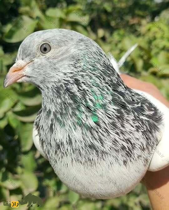 کبوتر رامپوری از نمای بسیار نزدیک