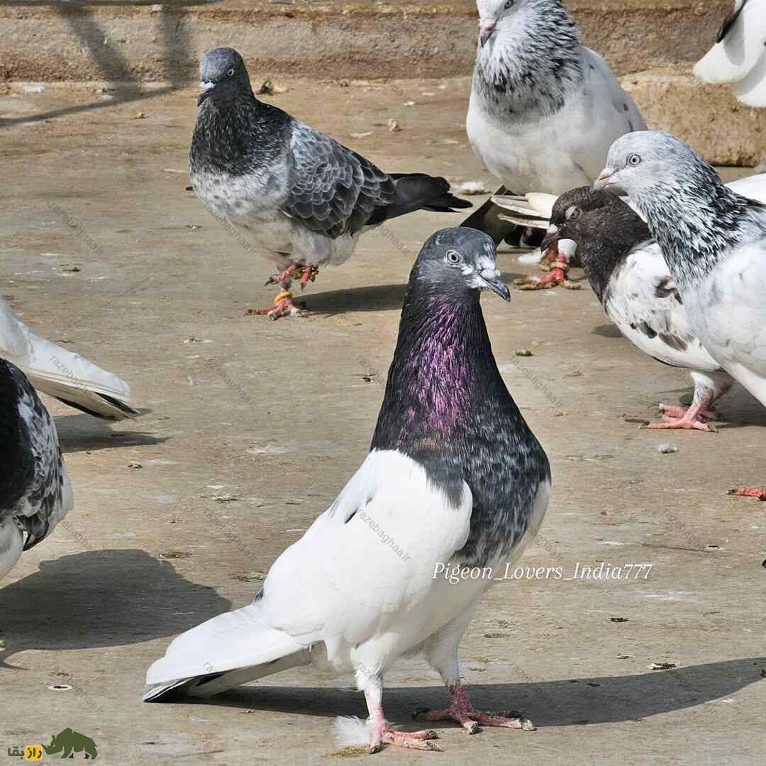 کبوتر رامپوری مرموز پاکستانی