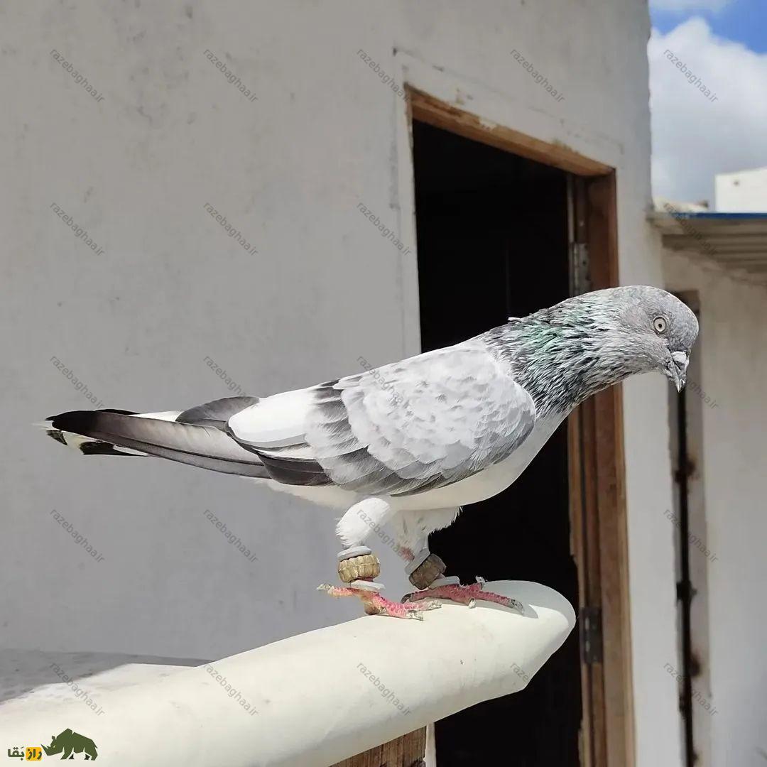 کبوتر رامپوری پاکستانی