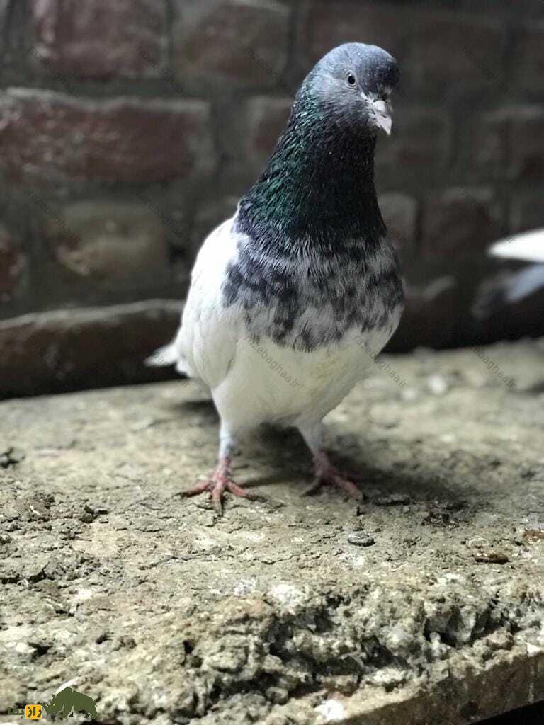 کبوتر رامپوری