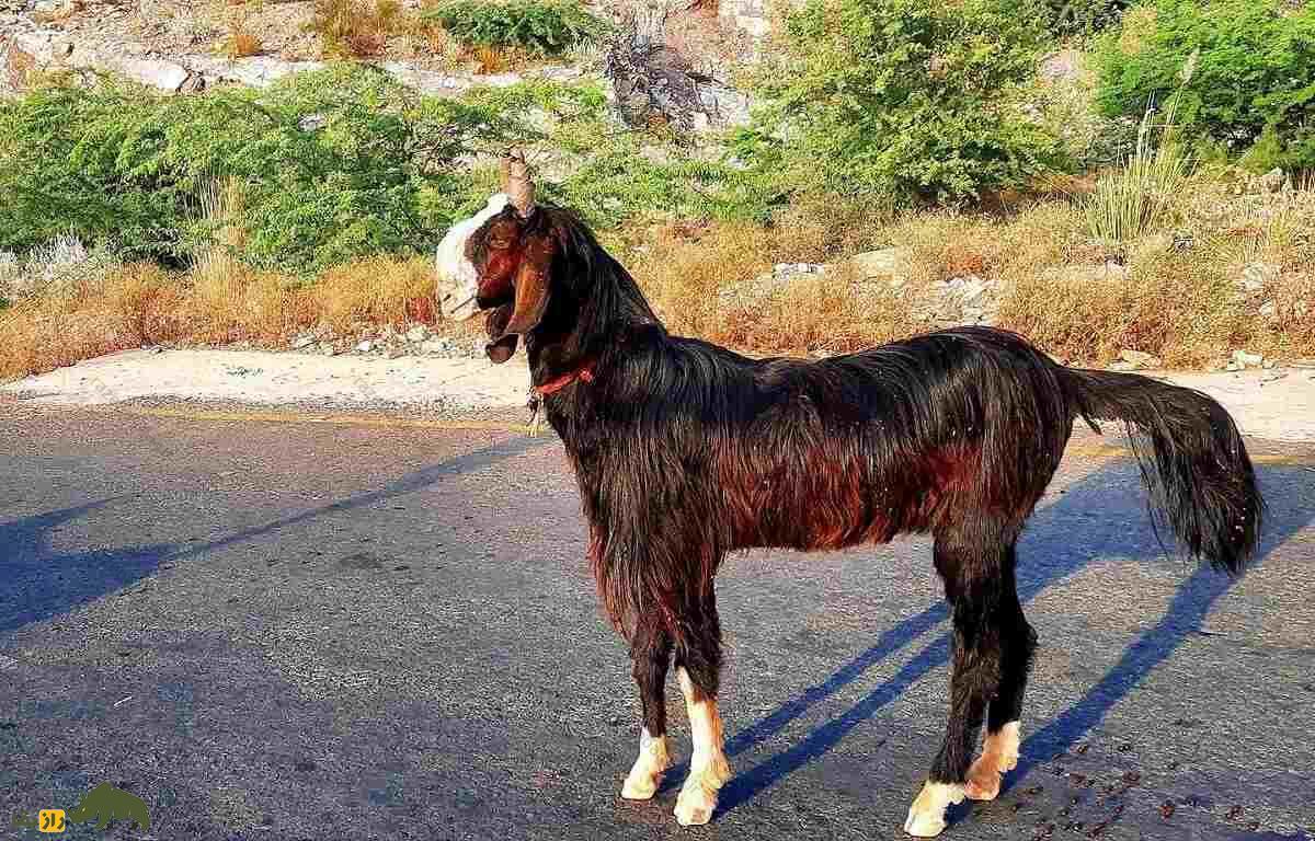 بز جَتال؛ بز فیصلآبادی که مانند شتر آب ذخیره میکند، گیاه خاردار میخورد و عاشق گیاهان شور است بز جَتال؛ بز فیصلآبادی که مانند شتر آب ذخیره میکند، گیاه خاردار میخورد و عاشق گیاهان شور است