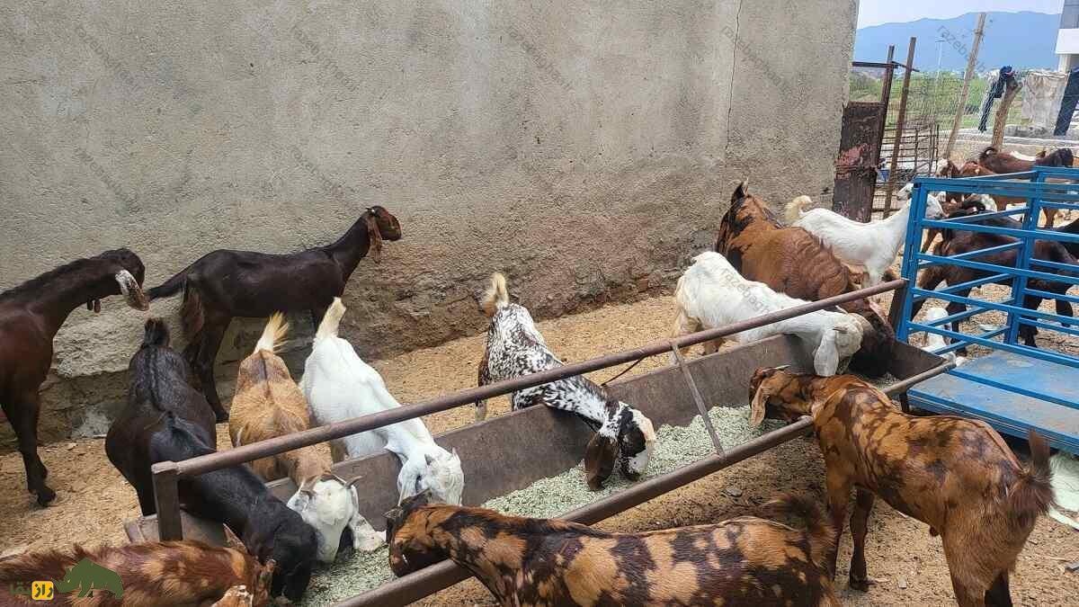 بز جَتال؛ بز فیصلآبادی که مانند شتر آب ذخیره میکند، گیاه خاردار میخورد و عاشق گیاهان شور است گله بز جَتال با رنگهای مختلف