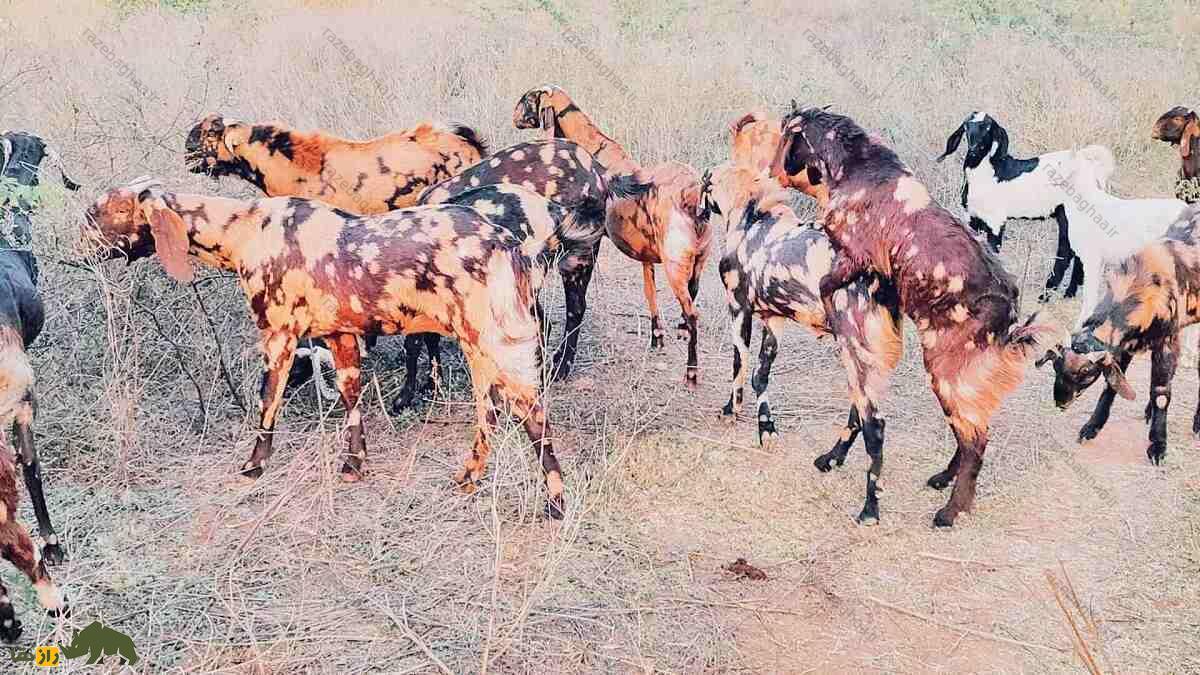 بز جَتال؛ بز فیصلآبادی که مانند شتر آب ذخیره میکند، گیاه خاردار میخورد و عاشق گیاهان شور است گله بز جَتال