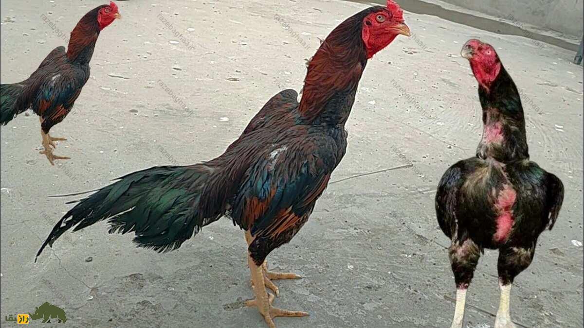 خروس لاخا؛ خروس پاکستانی و قویترین خروس دنیا که کلفتترین پوست را در بین خروسها دارد خروس لاخا؛ خروس پاکستانی و قویترین خروس دنیا که کلفتترین پوست را در بین خروسها دارد