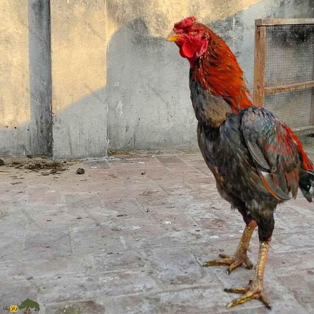خروس لاخا؛ خروس پاکستانی و قویترین خروس دنیا که کلفتترین پوست را در بین خروسها دارد خروس لاخا