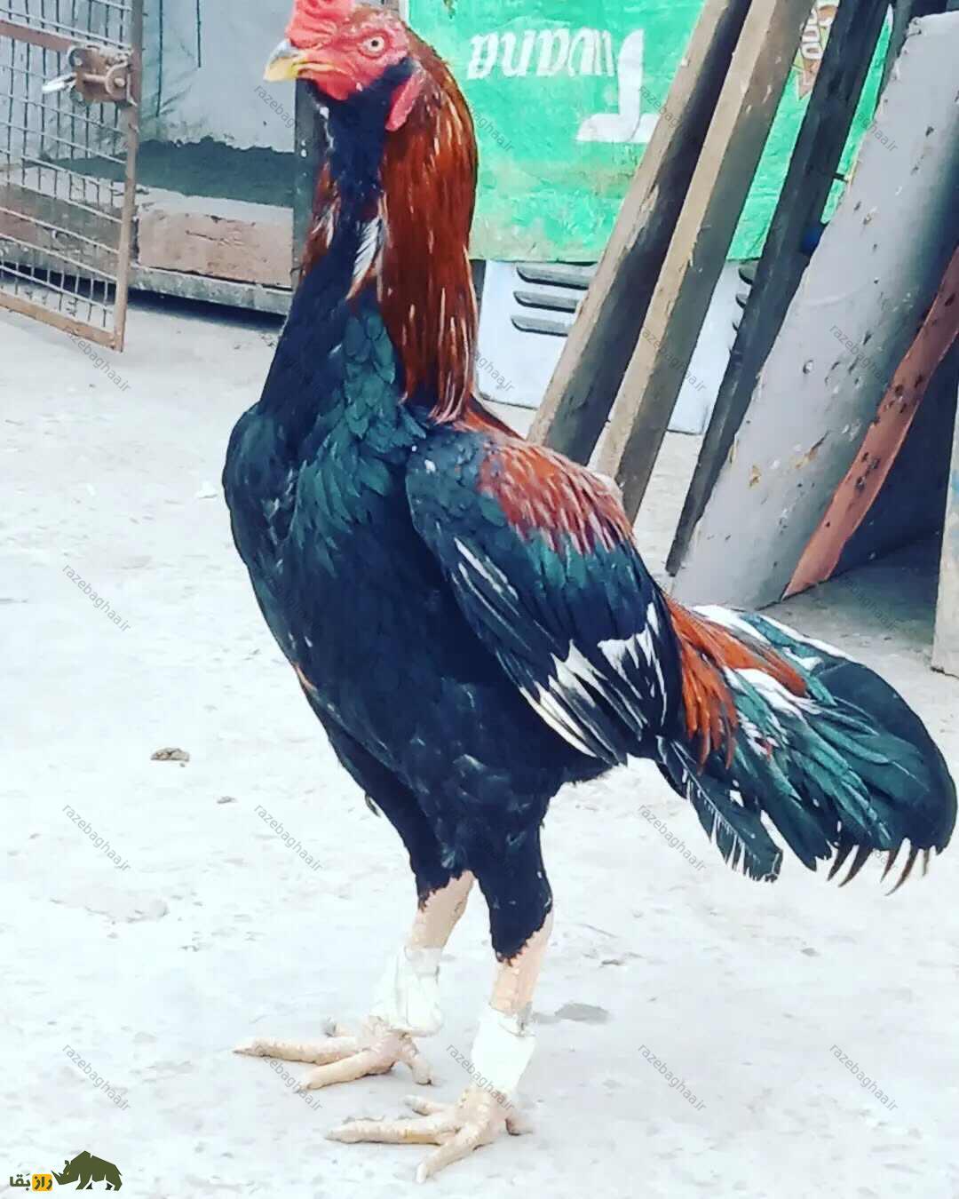 خروس لاخا؛ خروس پاکستانی و قویترین خروس دنیا که کلفتترین پوست را در بین خروسها دارد خروس لاخا