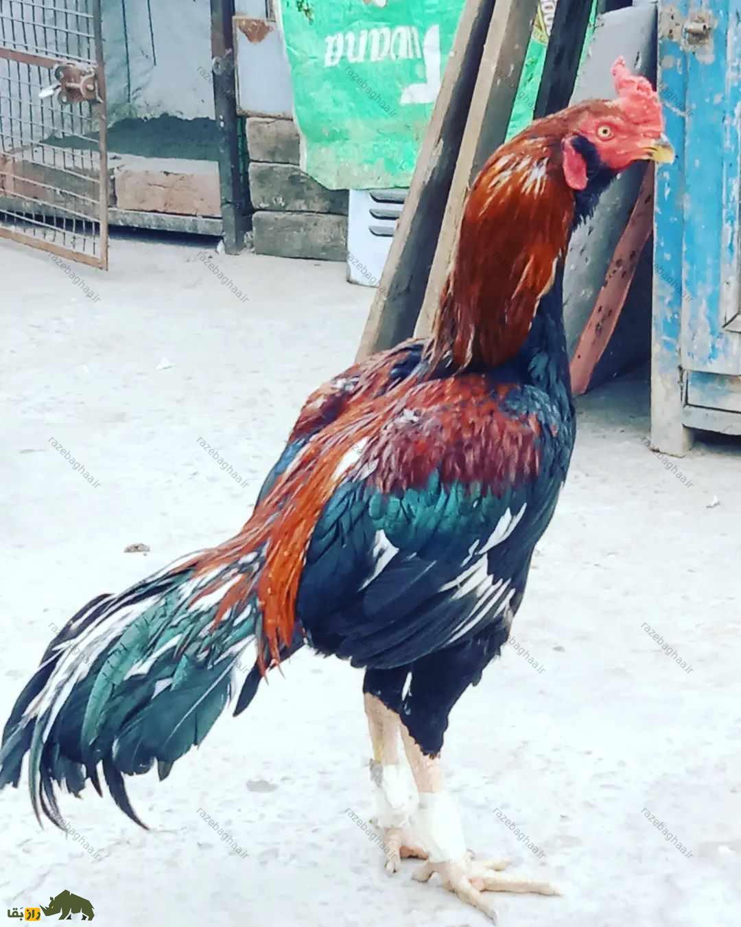خروس لاخا؛ خروس پاکستانی و قویترین خروس دنیا که کلفتترین پوست را در بین خروسها دارد خروس لاخا