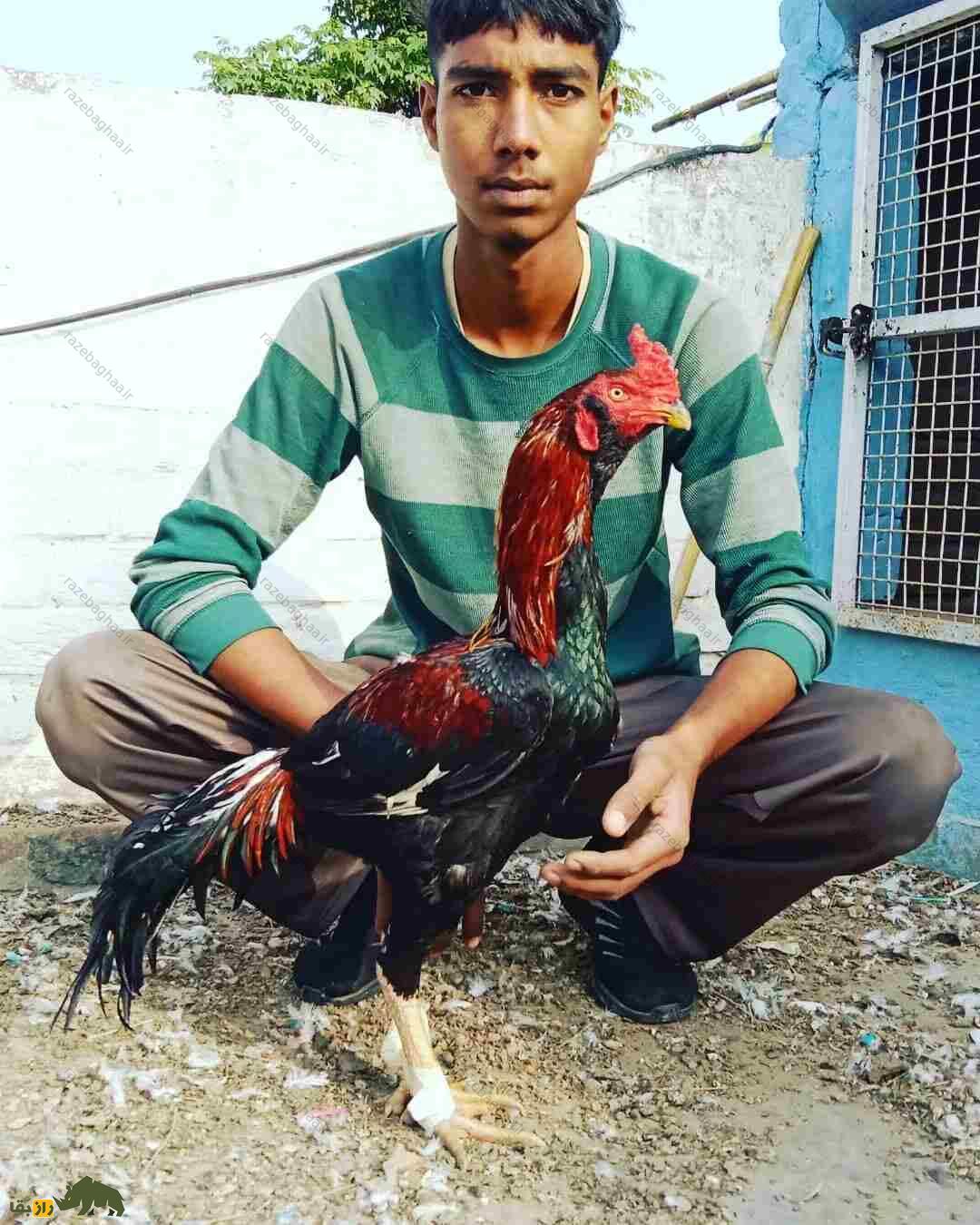 خروس لاخا؛ خروس پاکستانی و قویترین خروس دنیا که کلفتترین پوست را در بین خروسها دارد خروس لاخا به همراه صاحبش