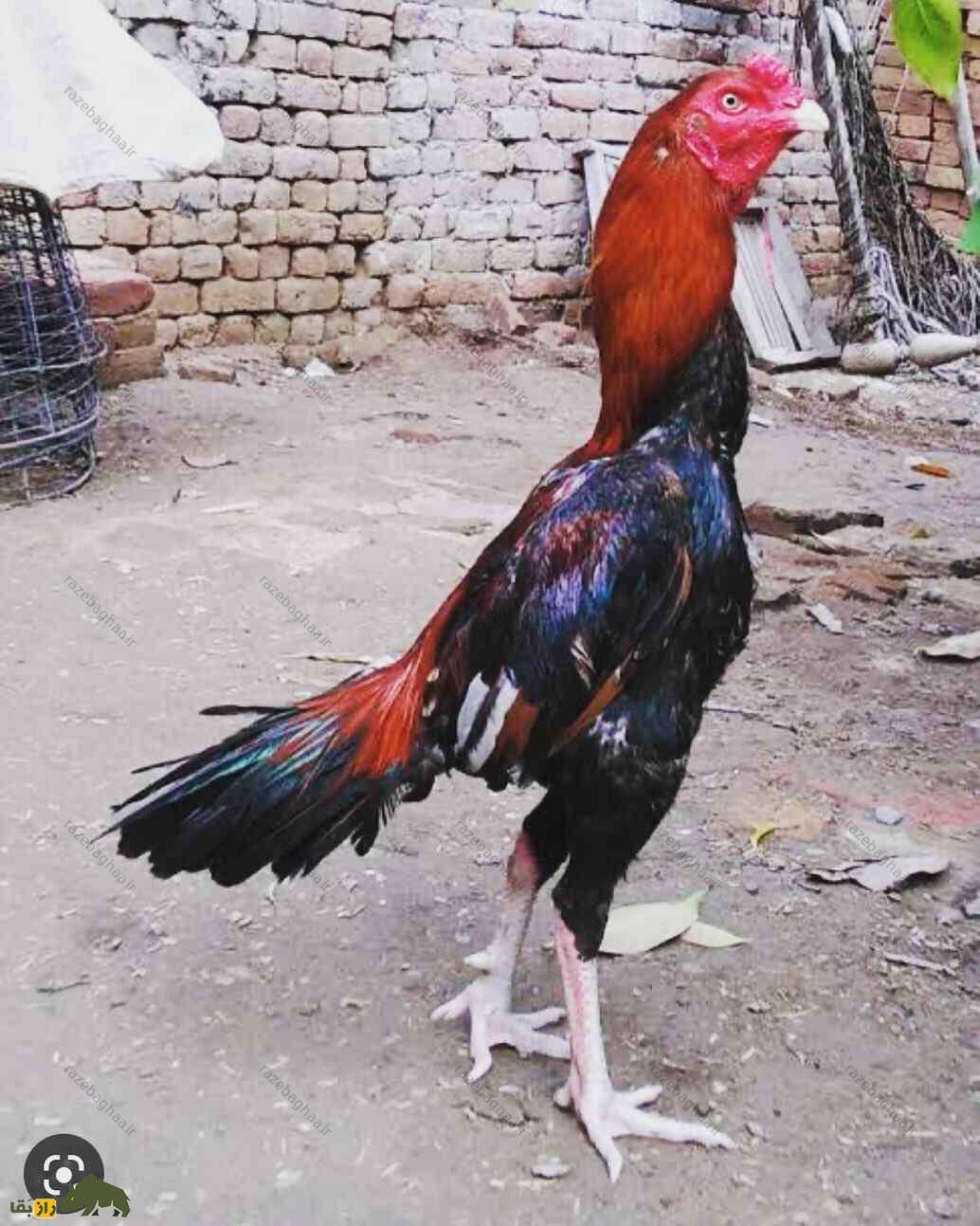 خروس لاخا؛ خروس پاکستانی و قویترین خروس دنیا که کلفتترین پوست را در بین خروسها دارد خروس لاخا
