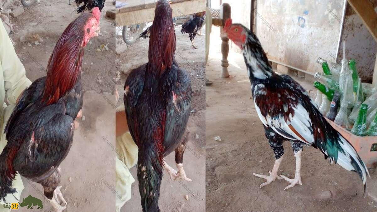 خروس لاخا؛ خروس پاکستانی و قویترین خروس دنیا که کلفتترین پوست را در بین خروسها دارد خروس لاخا؛ خروس پاکستانی و قویترین خروس دنیا که کلفتترین پوست را در بین خروسها دارد