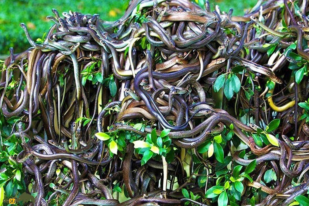 افعی سر نیزه ای