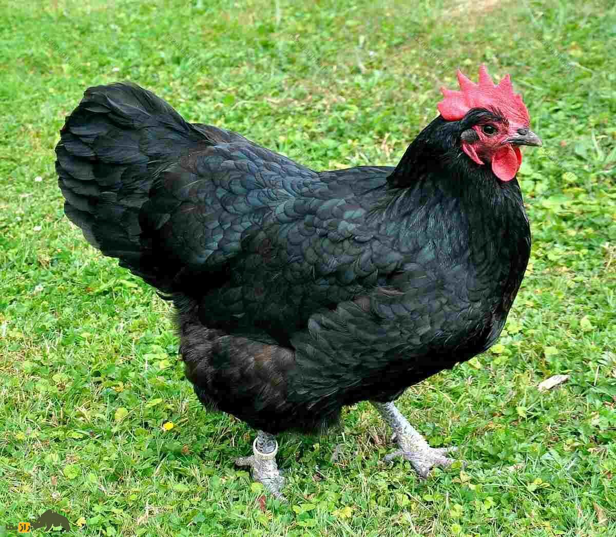 مرغ آسترالورپ سیاه