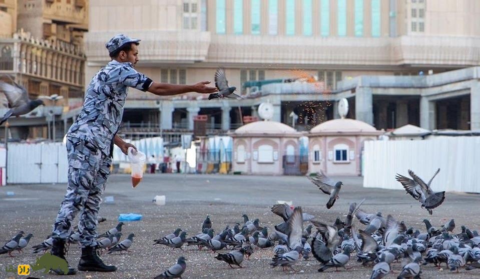 کبوتر مکه: کبوتری که در کشور یمن متولد شد و هنگام آواز خواندن بدنش را میلرزاند کبوتر مکه