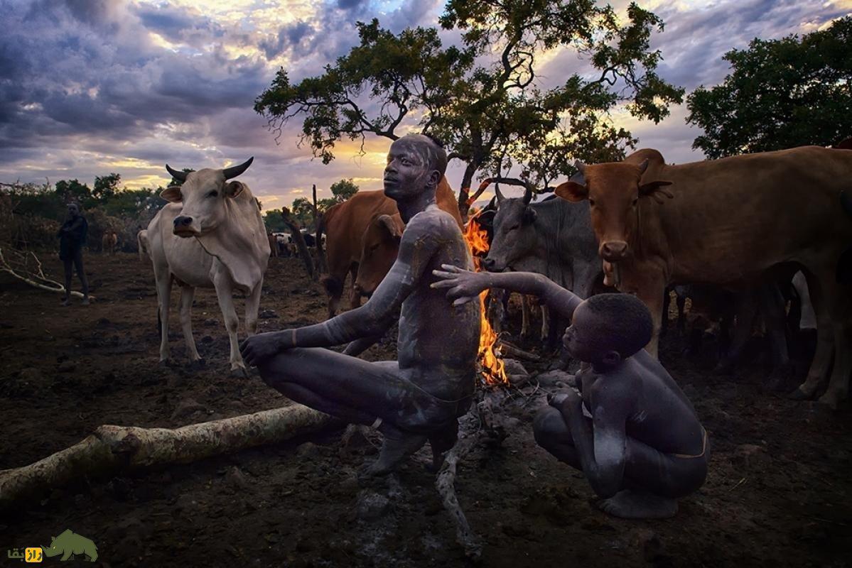 نوشیدن ترکیب خون خام گاو با شیر؛ وعده غذایی کامل یا سنت ترسناک؟! نوشیدن ترکیب خون خام گاو با شیر؛ وعده غذایی کامل یا سنت ترسناک؟!
