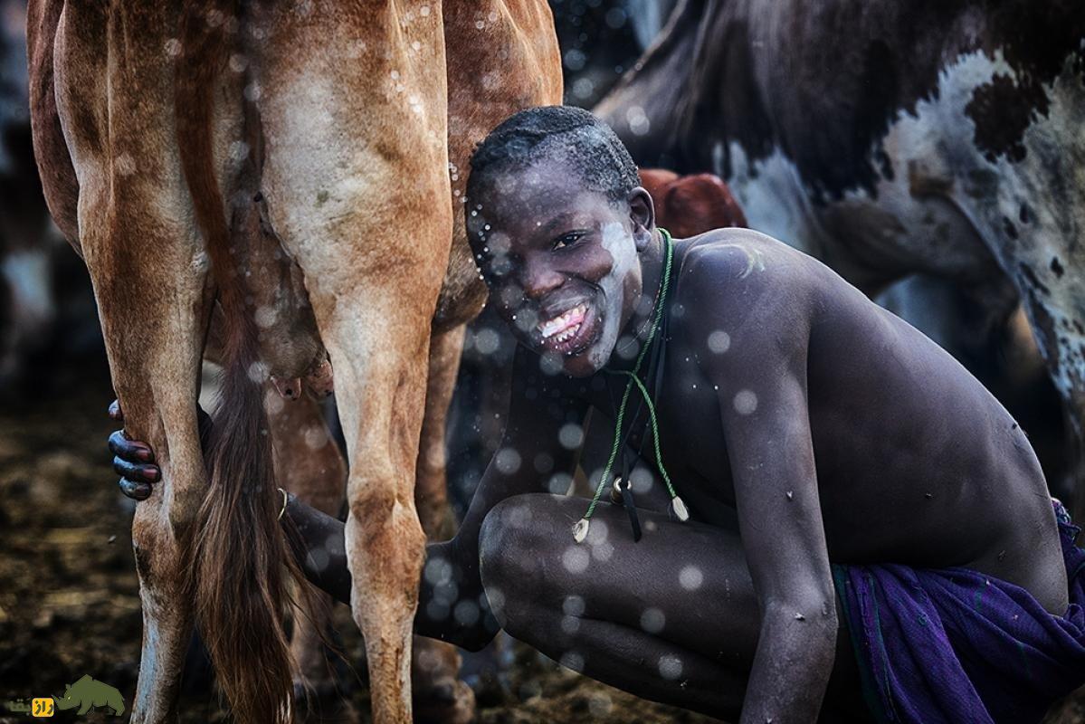 نوشیدن ترکیب خون خام گاو با شیر؛ وعده غذایی کامل یا سنت ترسناک؟! نوشیدن ترکیب خون خام گاو با شیر؛ وعده غذایی کامل یا سنت ترسناک؟!