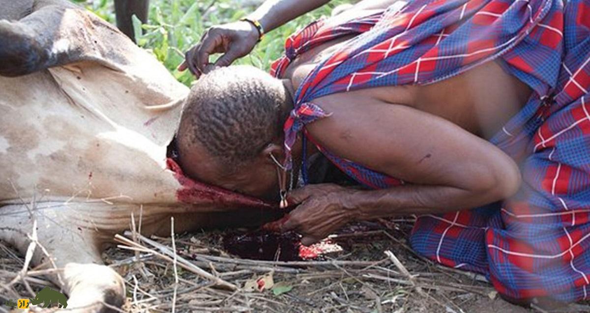 نوشیدن ترکیب خون خام گاو با شیر؛ وعده غذایی کامل یا سنت ترسناک؟! نوشیدن ترکیب خون خام گاو با شیر؛ وعده غذایی کامل یا سنت ترسناک؟!